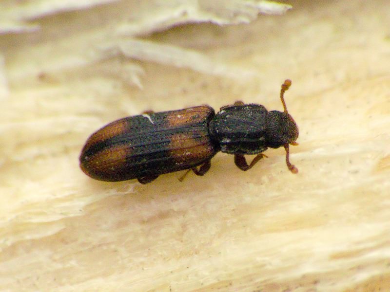 Bitoma crenata (Fabricius, 1775)